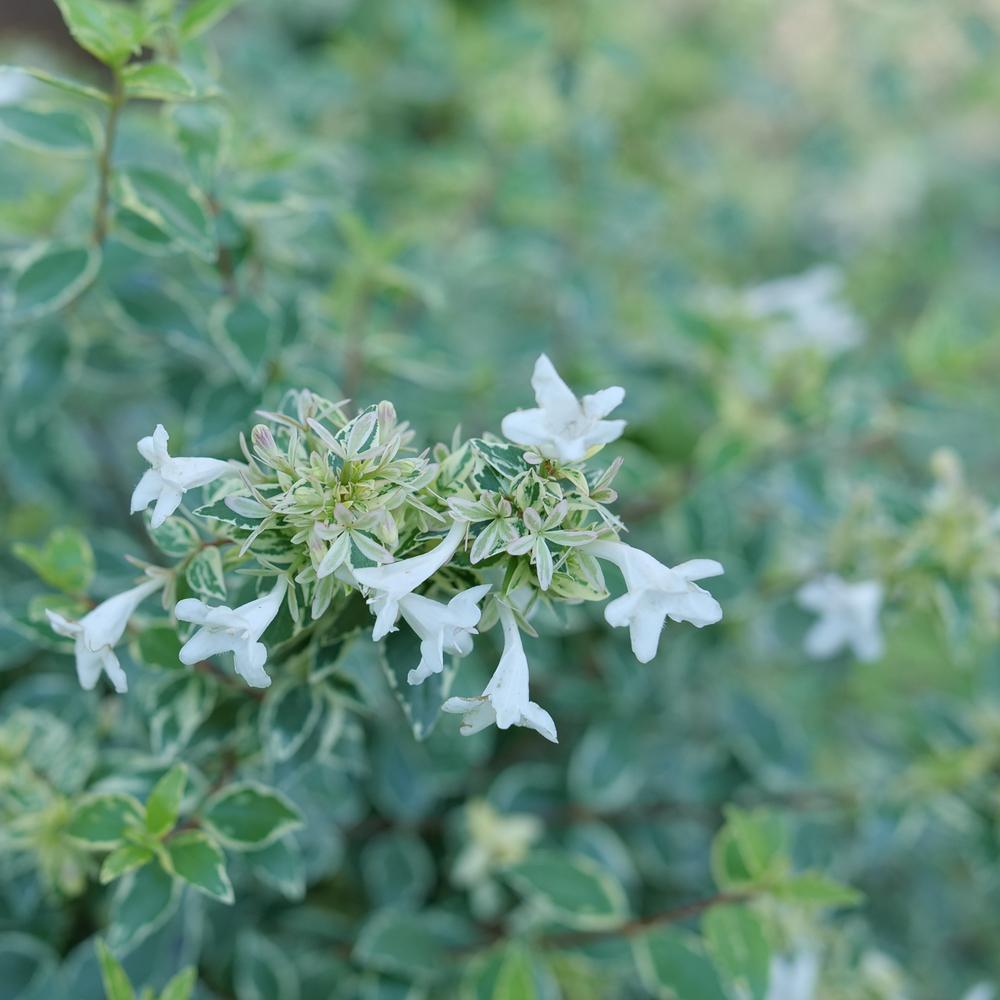 MUCHO GUSTO™ Abelia Hot on Sale