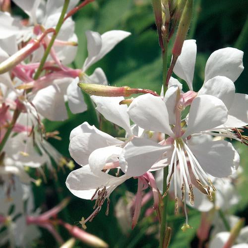 Stratosphere™ White Butterfly Flower | Proven Winners®